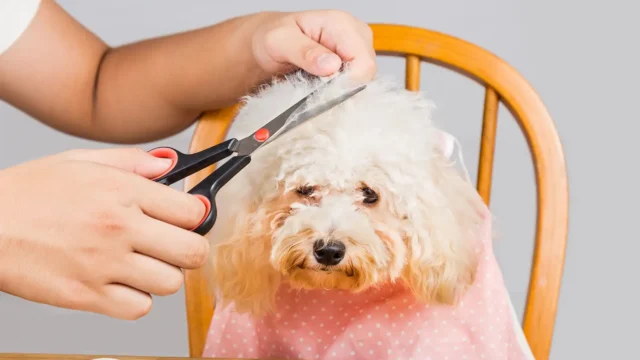 Pets and Pet Care
